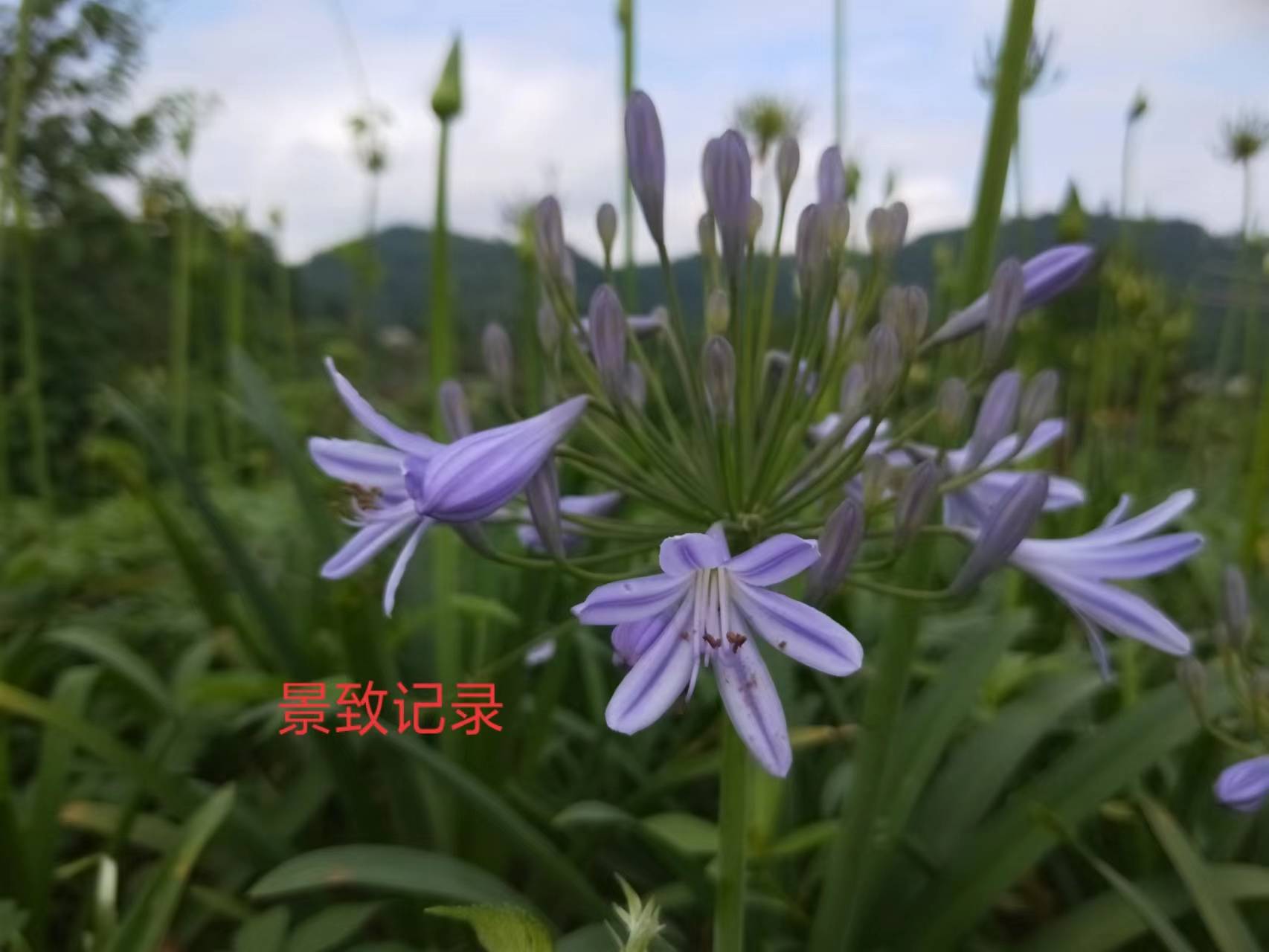 景致记录 在火炉重庆 请珍惜短暂的初夏时光 去看看那花与树 道路 紫娇 粉红色 景致记录 在火炉重庆 请珍惜短暂的初夏时光 去看看那花与树 道路 紫娇 粉红色