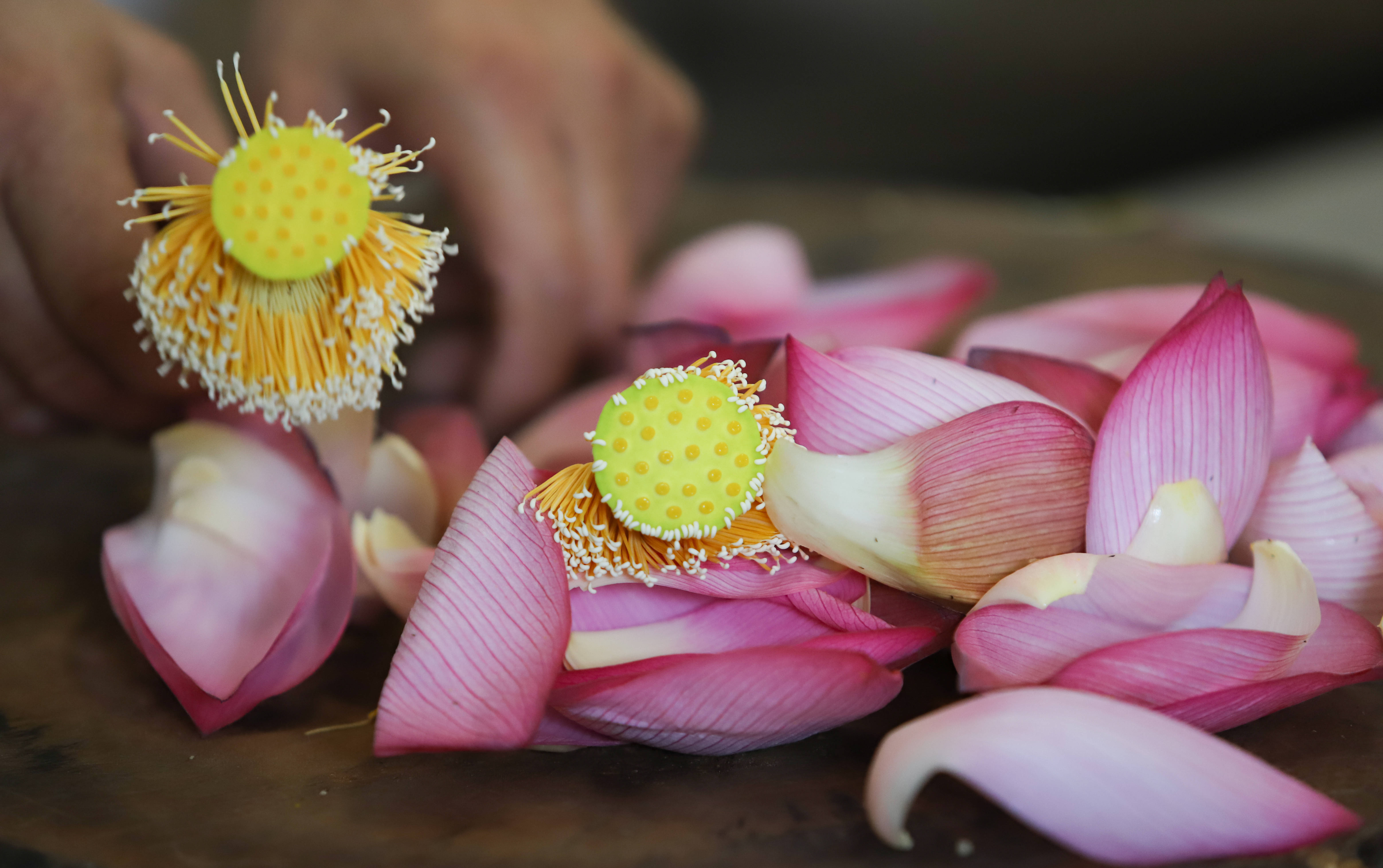 济南白云湖头伏饺子二伏面不如一桌荷花宴