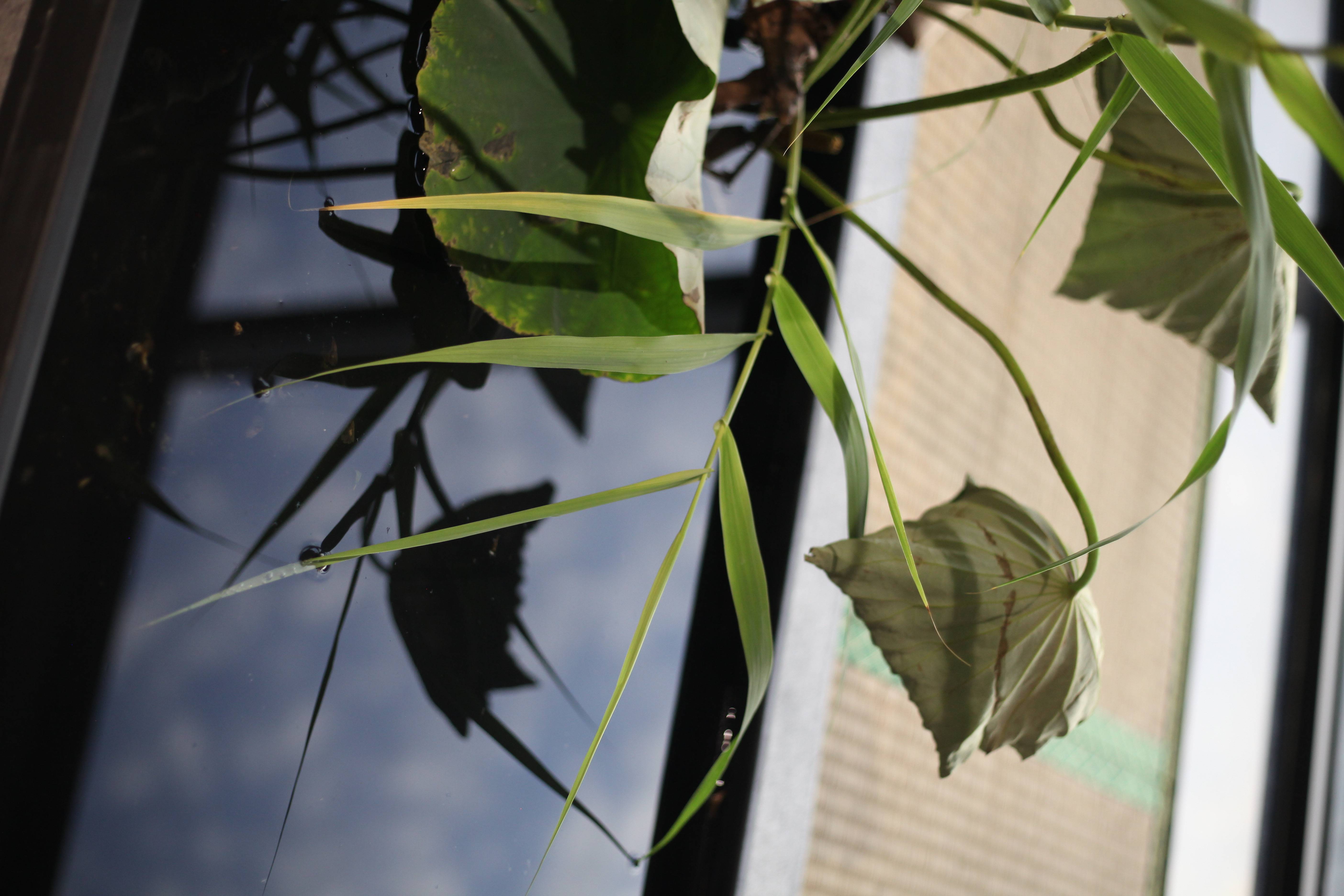 蘭印象支部夏日雅集·风动荷香|东方美学#茶会雅集花道布置