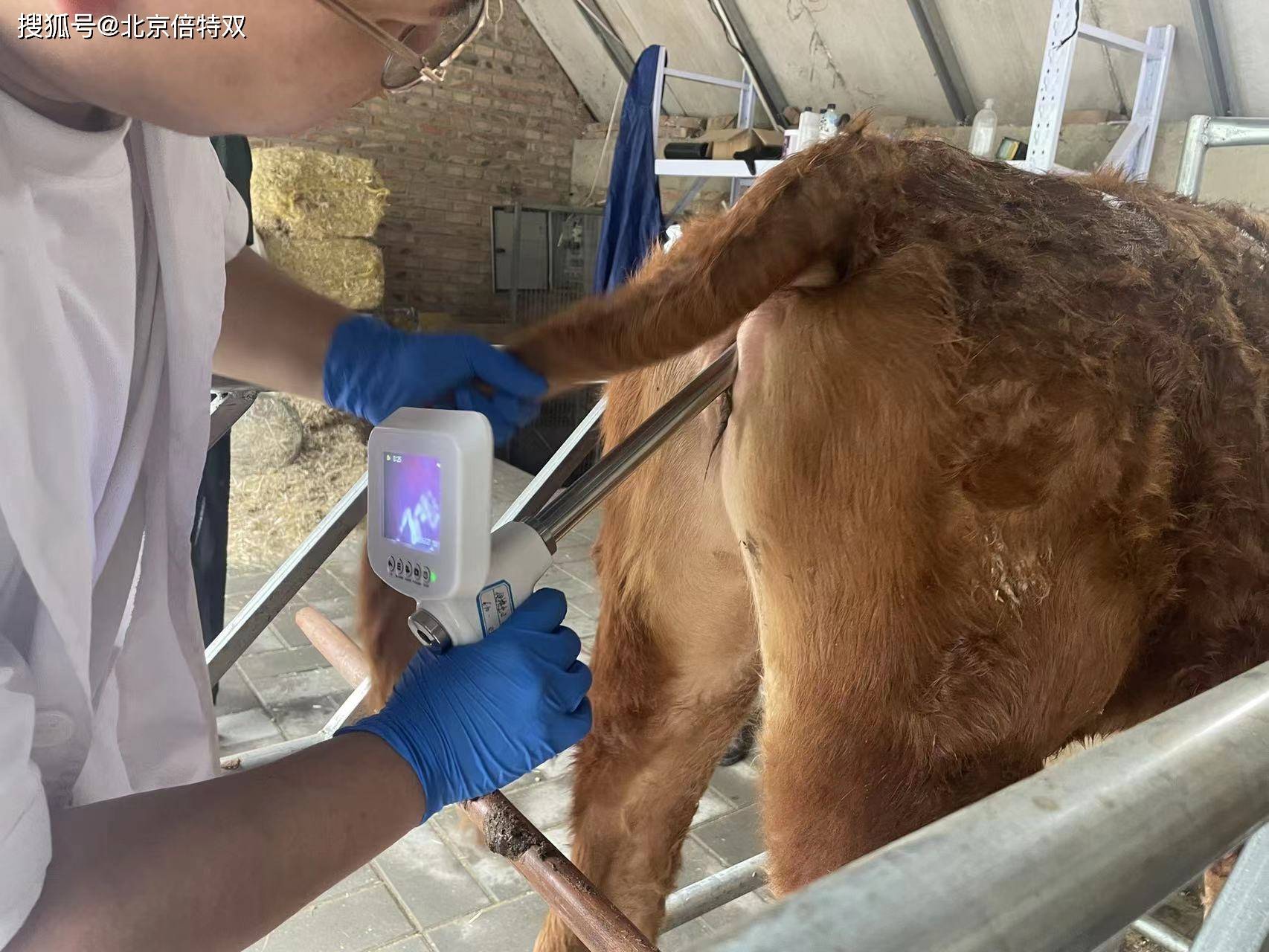 牛的人工授精三维图图片