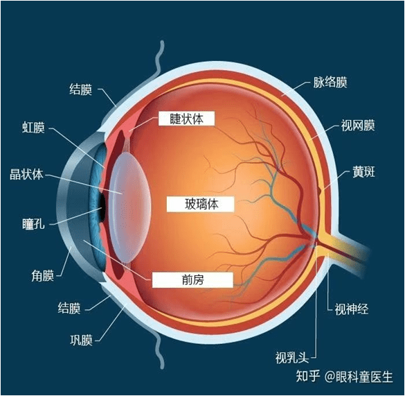 孩子的遠視時間縮短了6年 他們的