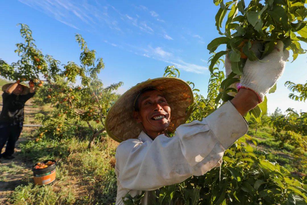 尉犁桃子丰收满园香果农增收笑开颜