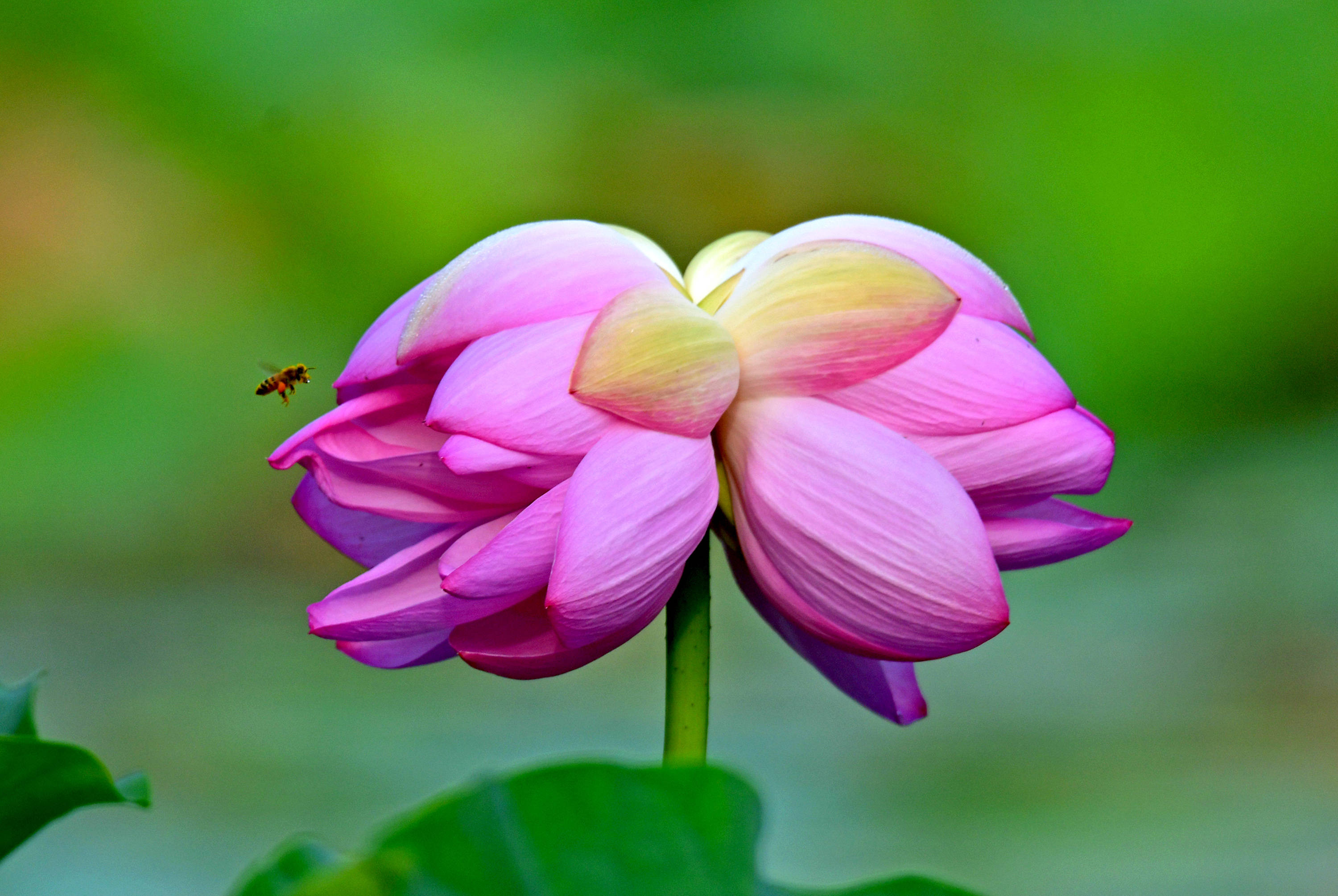 荷塘花鸟画九集莲荷精华之花中珍品并蒂莲