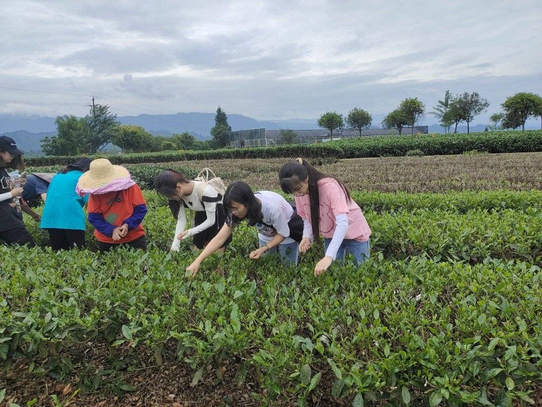 走进藏茶世界,体验种茶日常-搜狐大视野-搜狐新闻