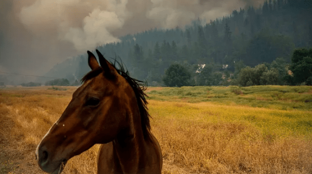 美国加州山火肆虐 超过5.1万英亩土地被烧毁