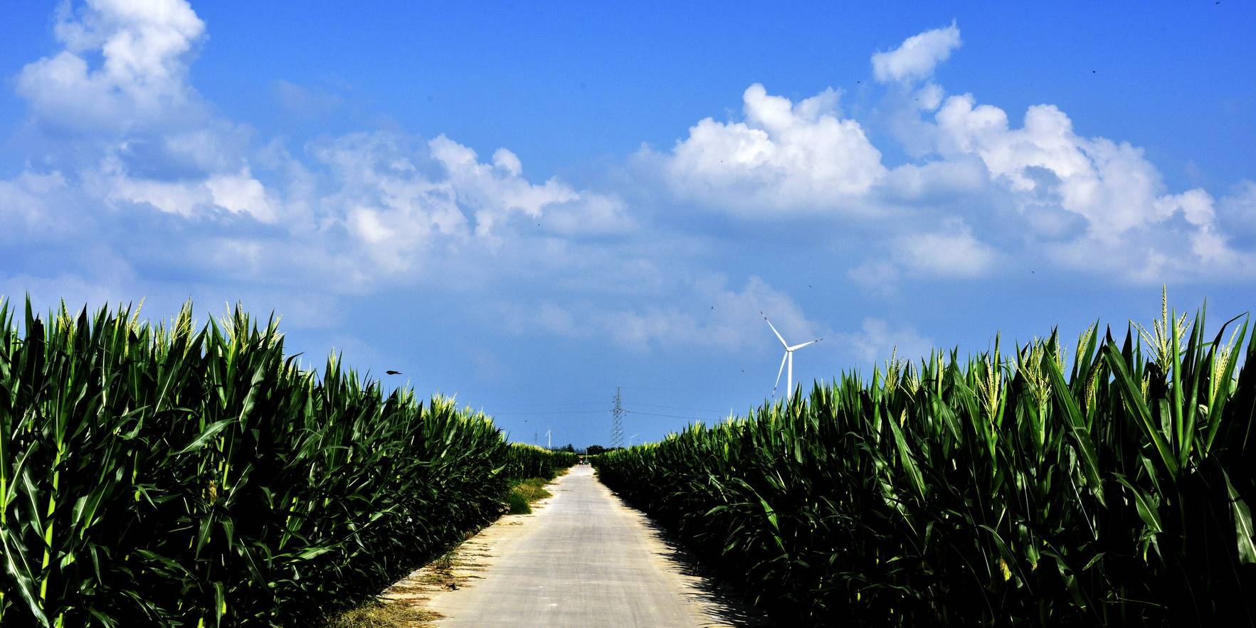 豫东平原田园风光_儿子_小葱_蒜苗