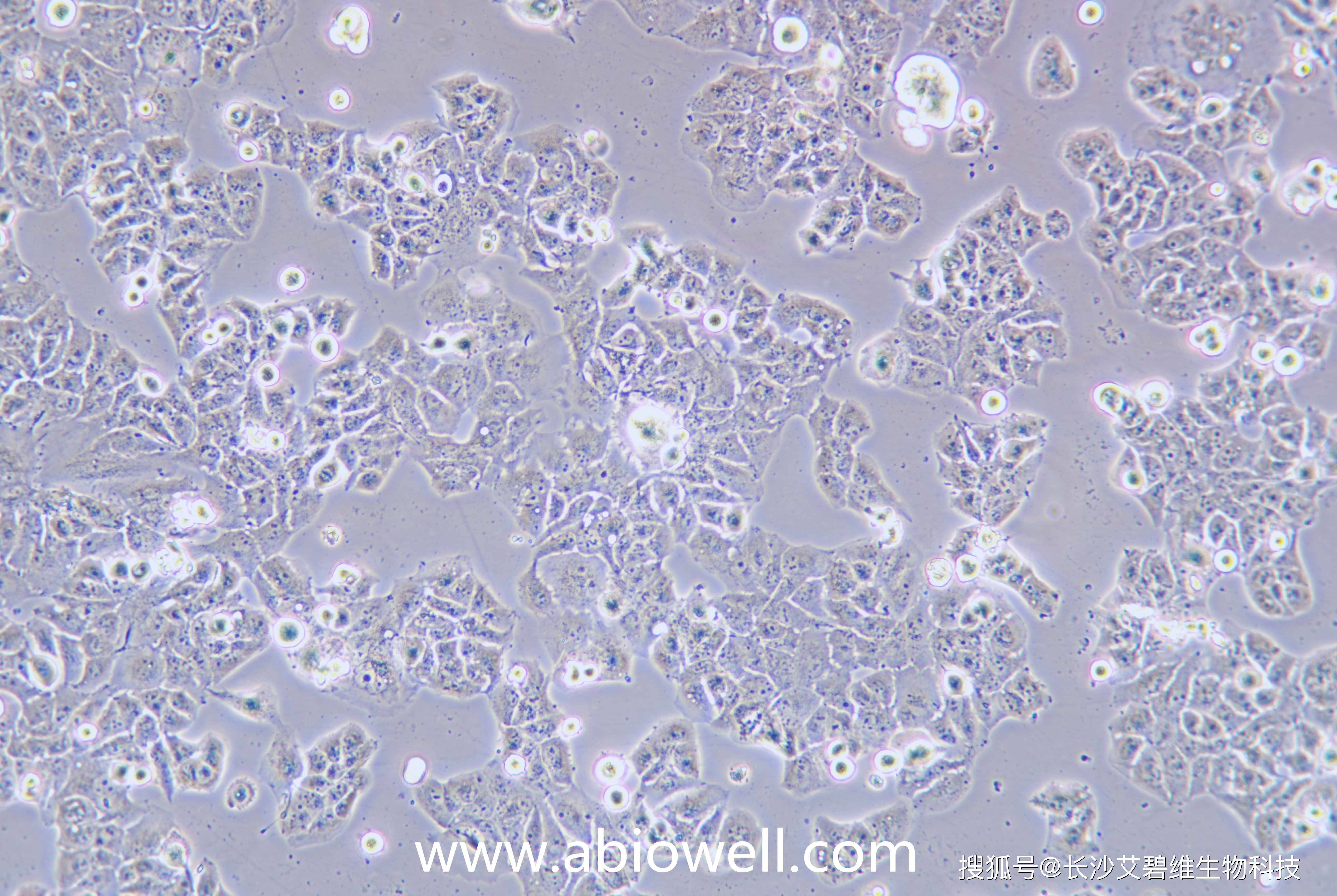 艾碧維(abiowell)常賣細胞清單_進行_培養基_貼壁