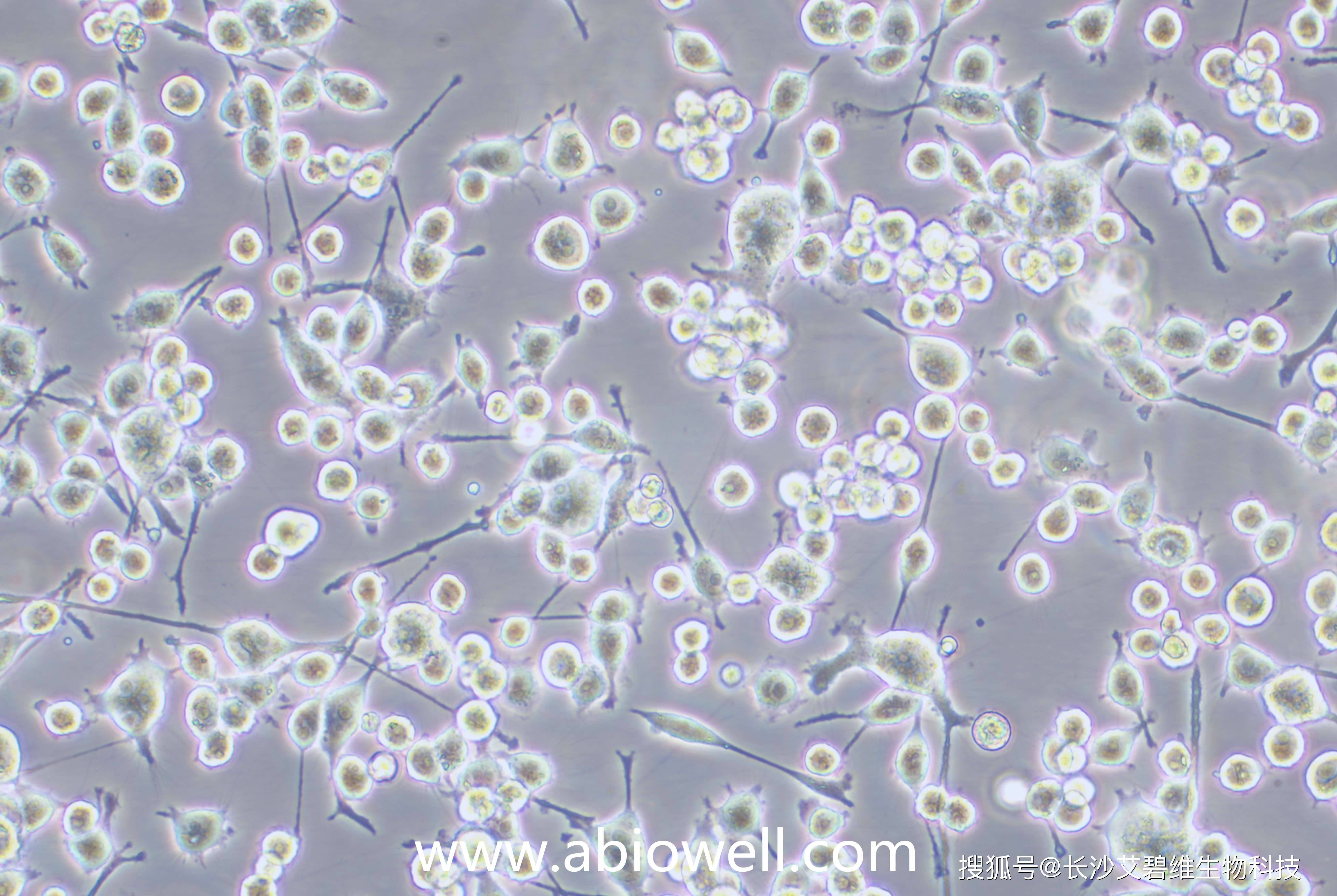 小鼠细胞:bv2小胶质细胞,raw264.