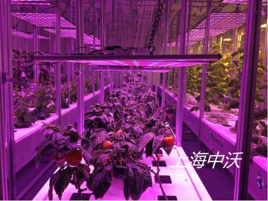 植物培养实验室 植物培养实验室