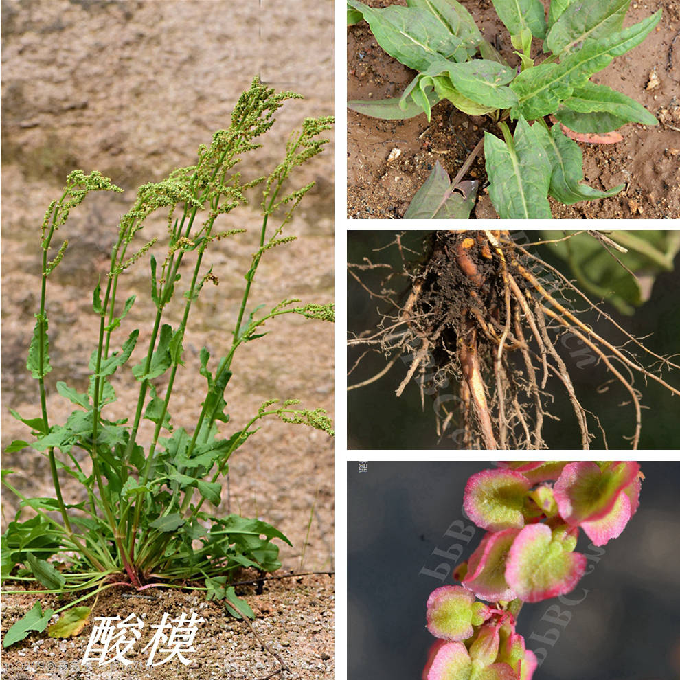 《诗经》里的植物辨识(五十六)羊蹄与酸模_言采其_我行_心形