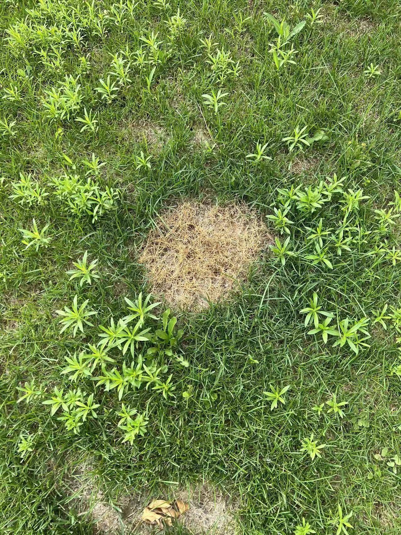 济南园林植保预警--8月份病虫害防治和养护管理措施-济南园林病虫害趋