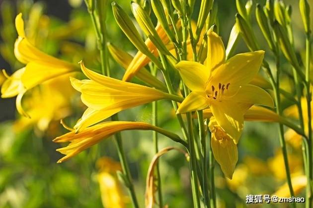 黄花菜图片-搜狐大视野-搜狐新闻