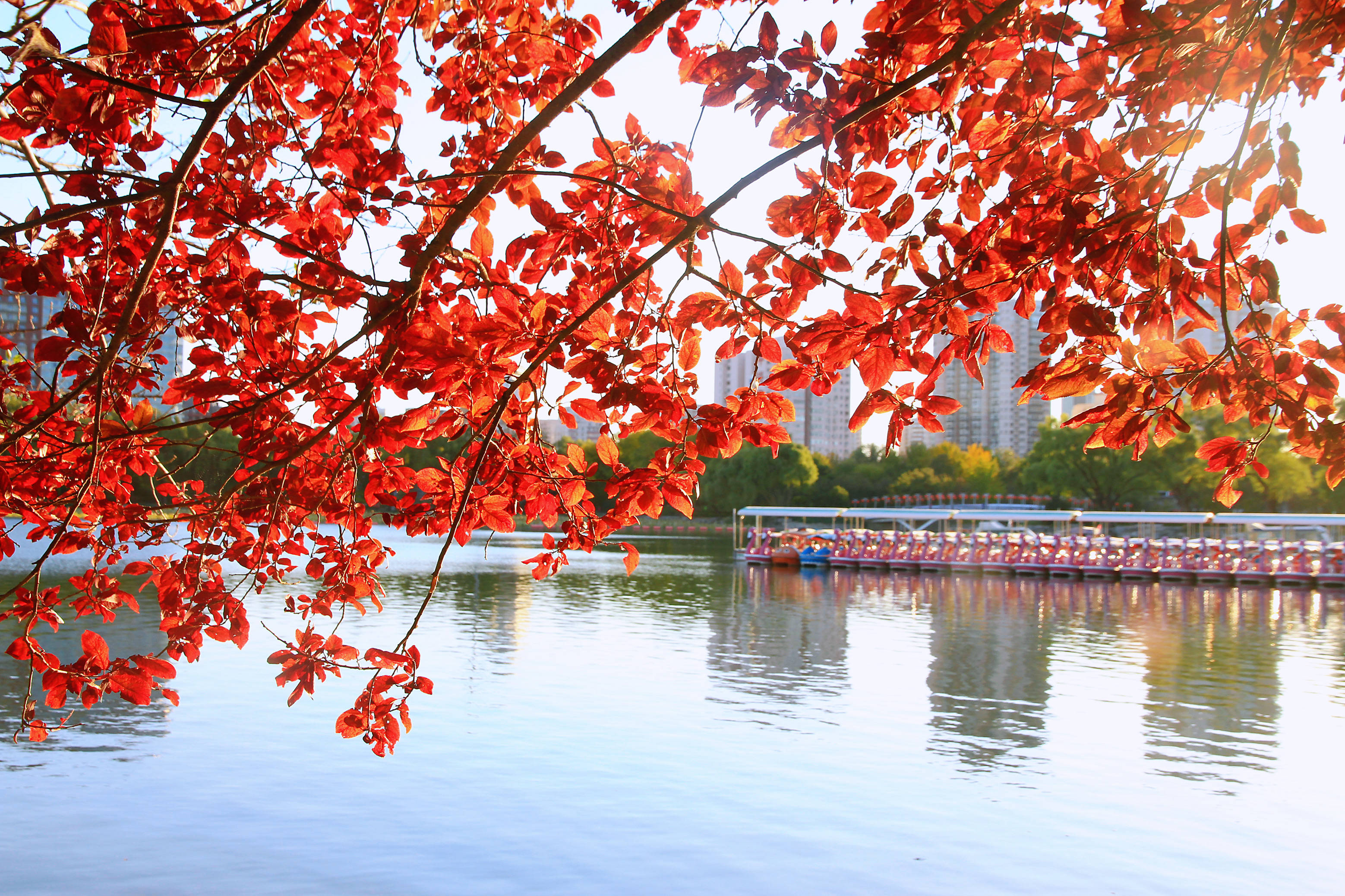 2019北京香山公园红叶观赏攻略（时间+门票+路线）-市区-墙根网