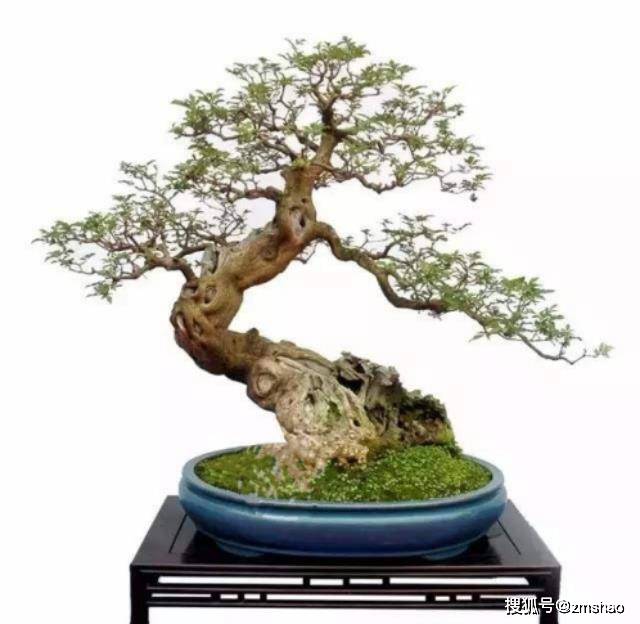 杂木盆景欣赏2-搜狐大视野-搜狐新闻