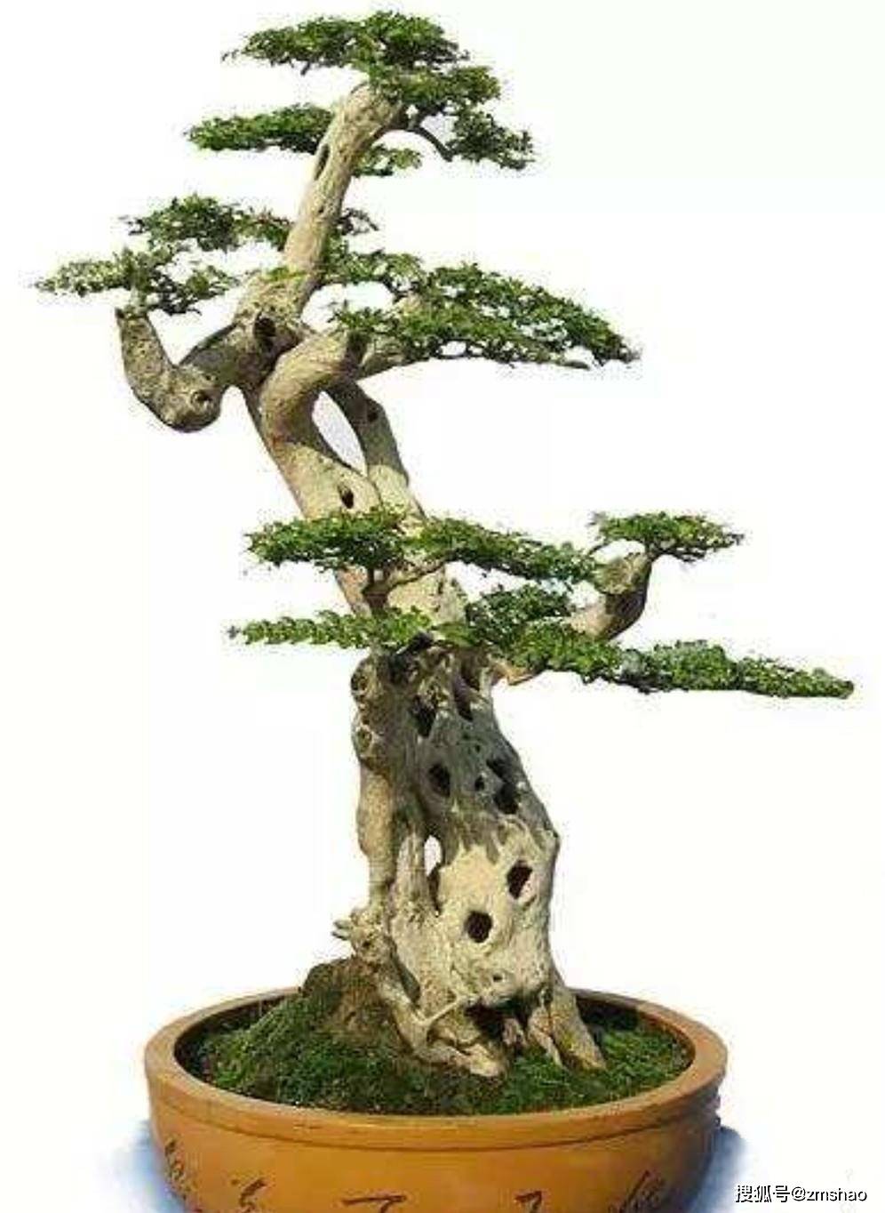 杂木盆景欣赏2-搜狐大视野-搜狐新闻