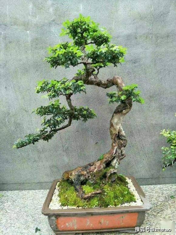 杂木盆景欣赏2-搜狐大视野-搜狐新闻