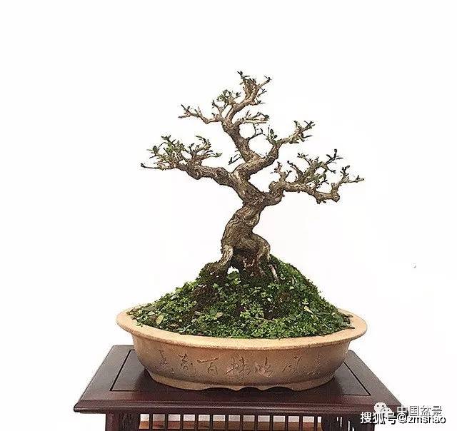 杂木盆景欣赏2-搜狐大视野-搜狐新闻