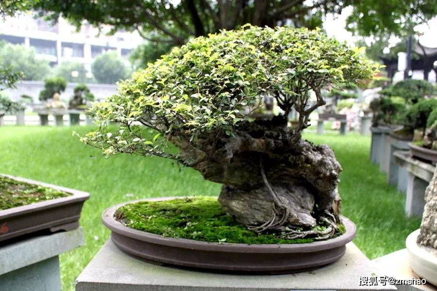 杂木盆景欣赏1-搜狐大视野-搜狐新闻