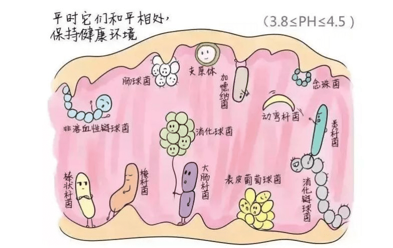 微是生态|私密的世界——泌尿生殖道微生态_阴道_影响_女性
