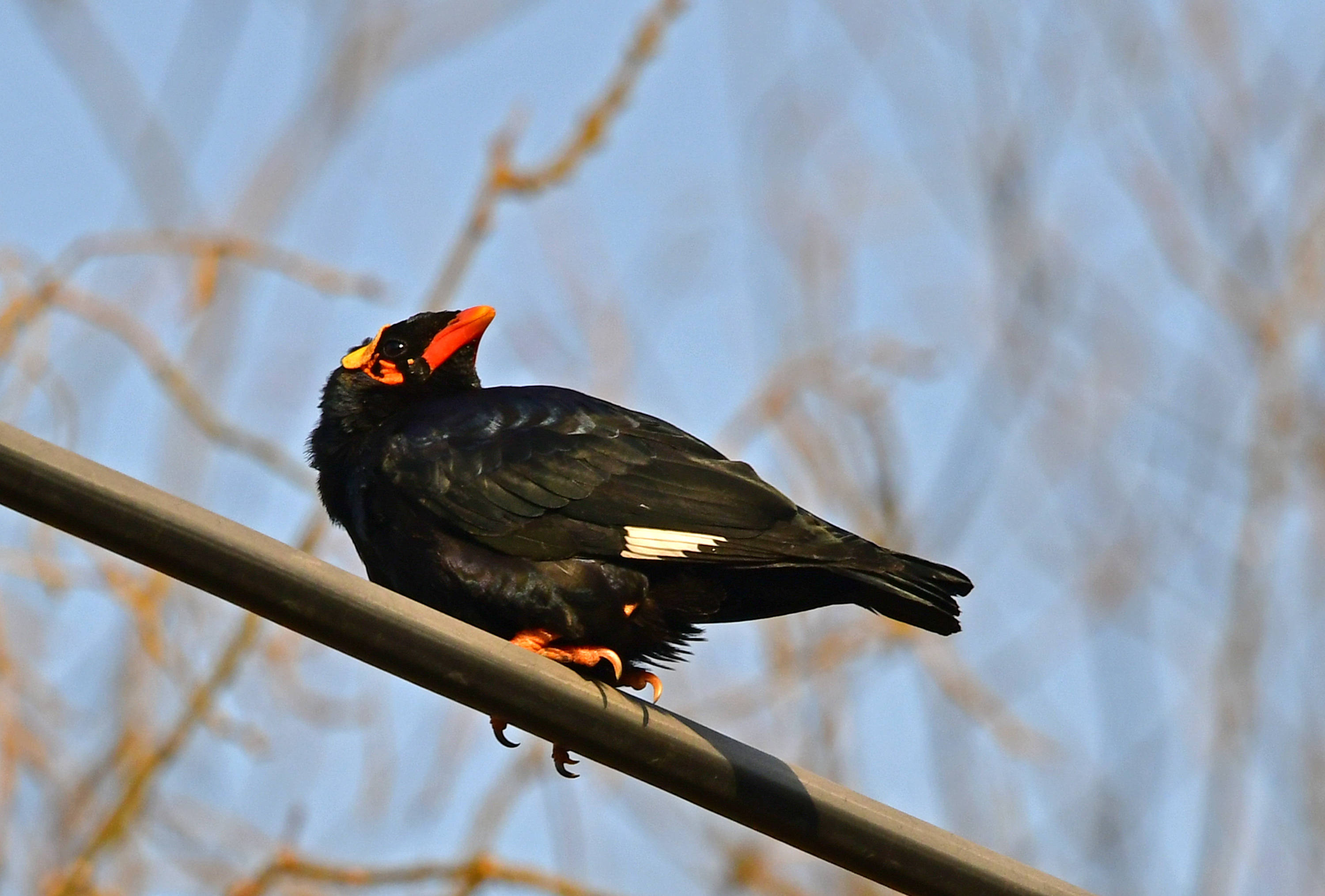 鹩哥——观鸟纪实_女士_老者_什么