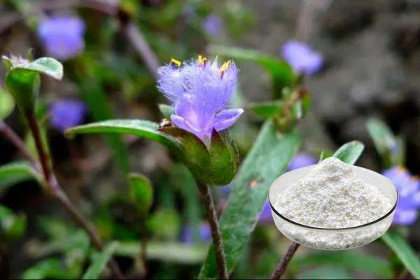 露水草提取物(蜕皮激素)在运动保健品中的应用_卓鼎_植物_白色