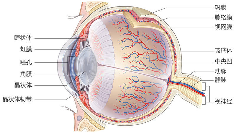 它是一种炎症,会影响结膜和巩膜之间的巩膜外层组织,或眼睛的白色部分