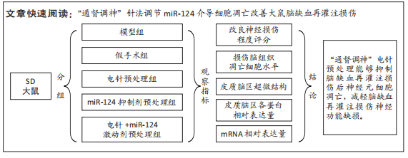 處理大鼠缺血半暗帶區mir-124和皮質區蛋白的表達_損傷_神經細胞_灌注