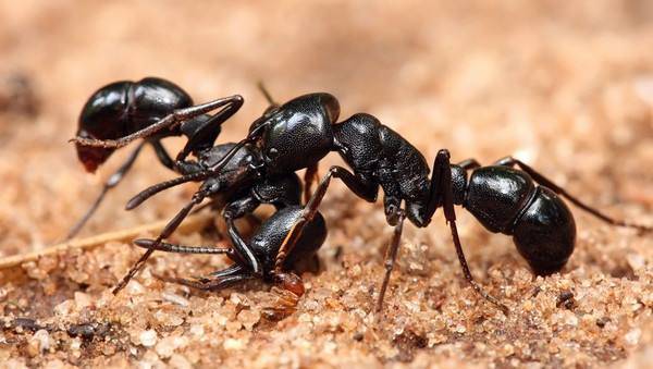 天敌二:蚂蚁3,养猫,猫是老鼠的天敌,但猫对水蛭没有危害性.