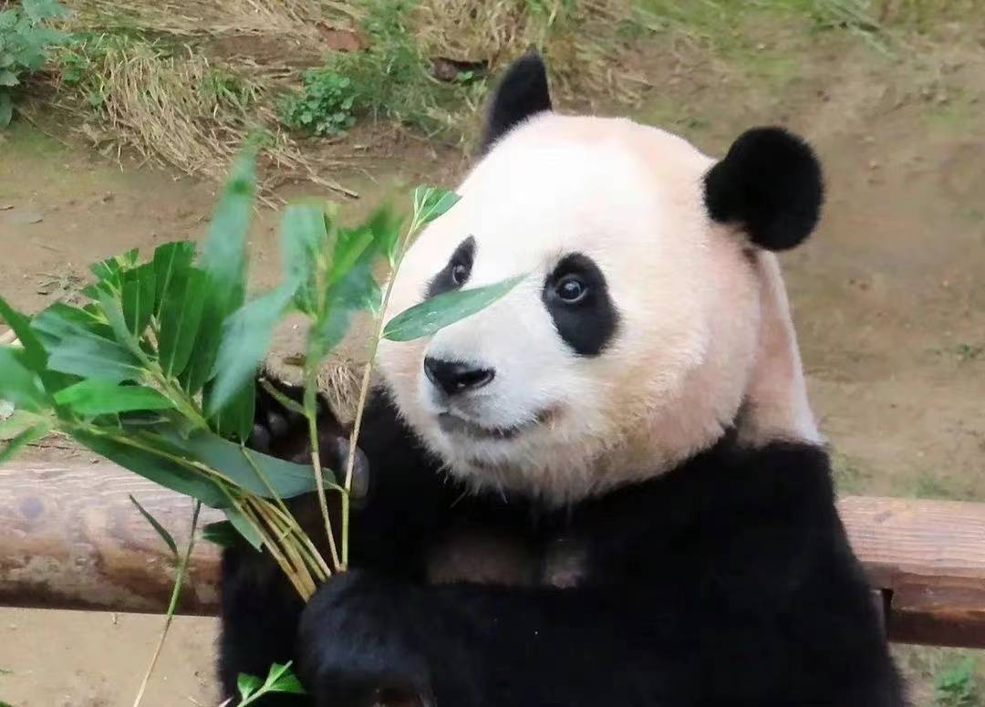 欢送大熊猫香香回国_中国_国家_荷兰