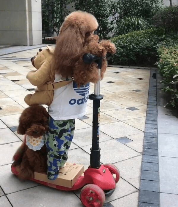 泰迪开车一路下坡,机智小鬼先跳车,结果大狗人仰马翻_狗狗_控制_不