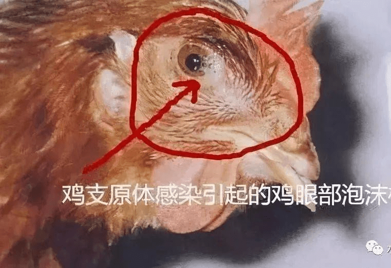 禽医刘帆聊鸡得了支原体都有哪些症状 鸡感染支原体怎么防控_严重