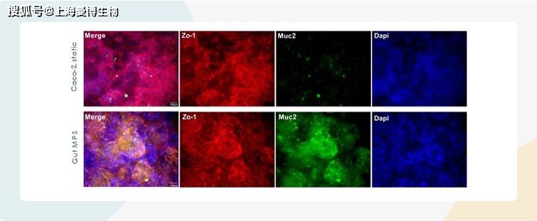 肠道mps和caco-2静态培养物的代表性图像染色显示紧密连接形成(zo-1
