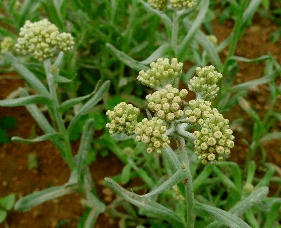 农村一种常见的野草,人称鼠麴草,不仅能加工做成美食_名字_时候_时节