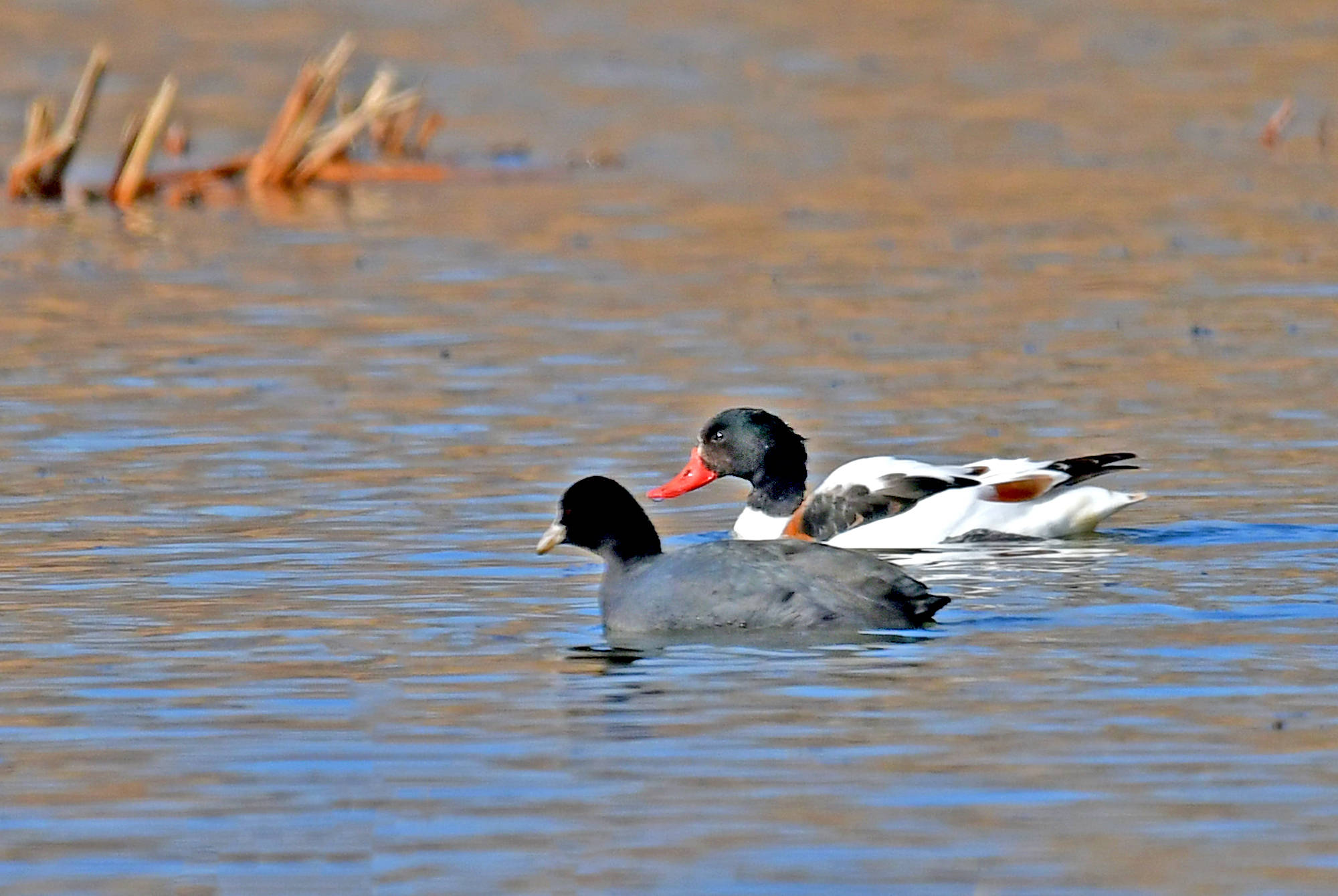 翘鼻麻鸭——观鸟纪实_保护_身体_活动