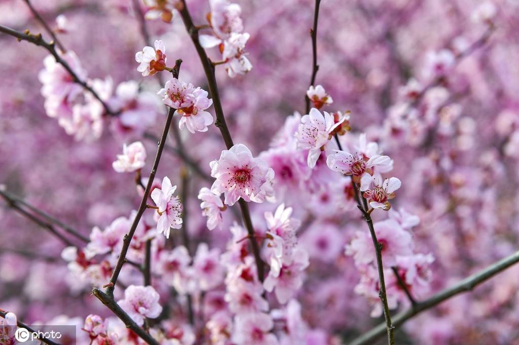 今日惊蛰:春雷始鸣万物萌动 枝芽吐露百花芬芳-搜狐大视野-搜狐新闻