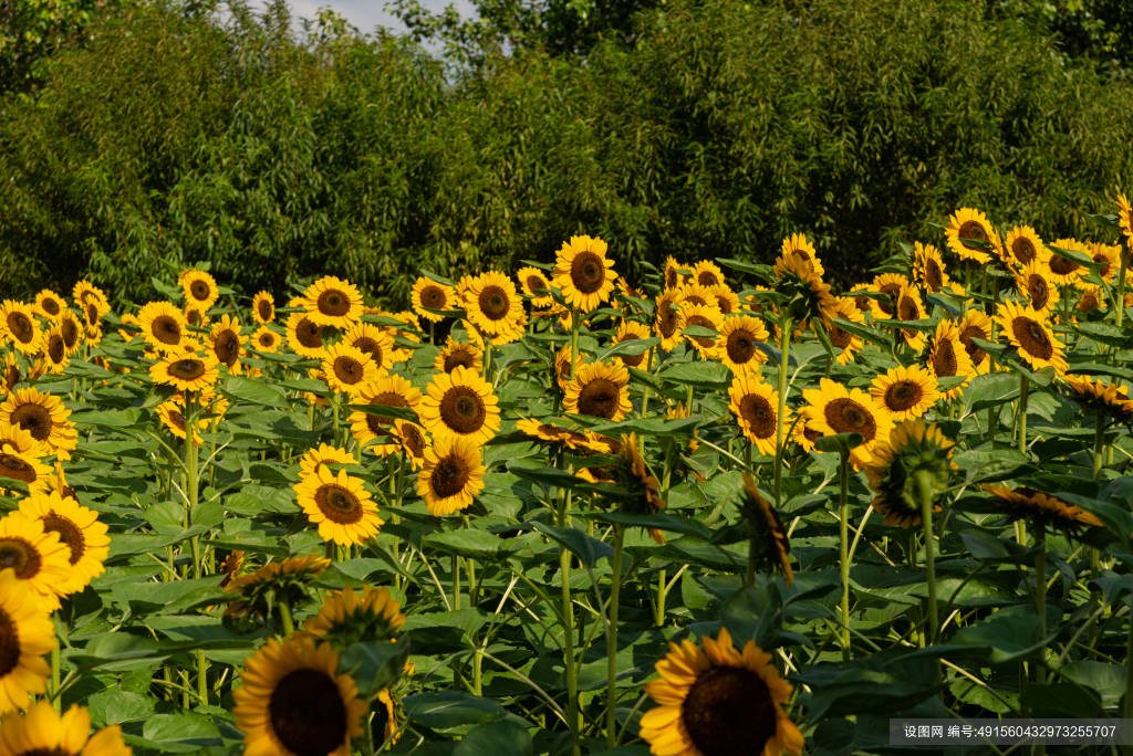 向日葵的摄影图片大全唯美阳光,值得你选择