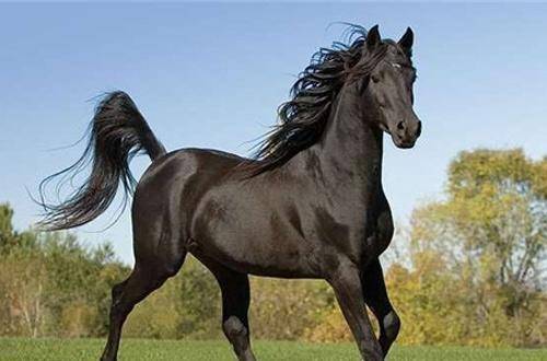 汉武帝派人到此国购买天马,不料却被劫财,大怒:西域