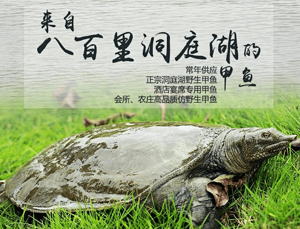 甲鱼市场价格多少钱一斤,2023甲鱼最新价格【商家推荐】（甲鱼价格是多少钱一斤）