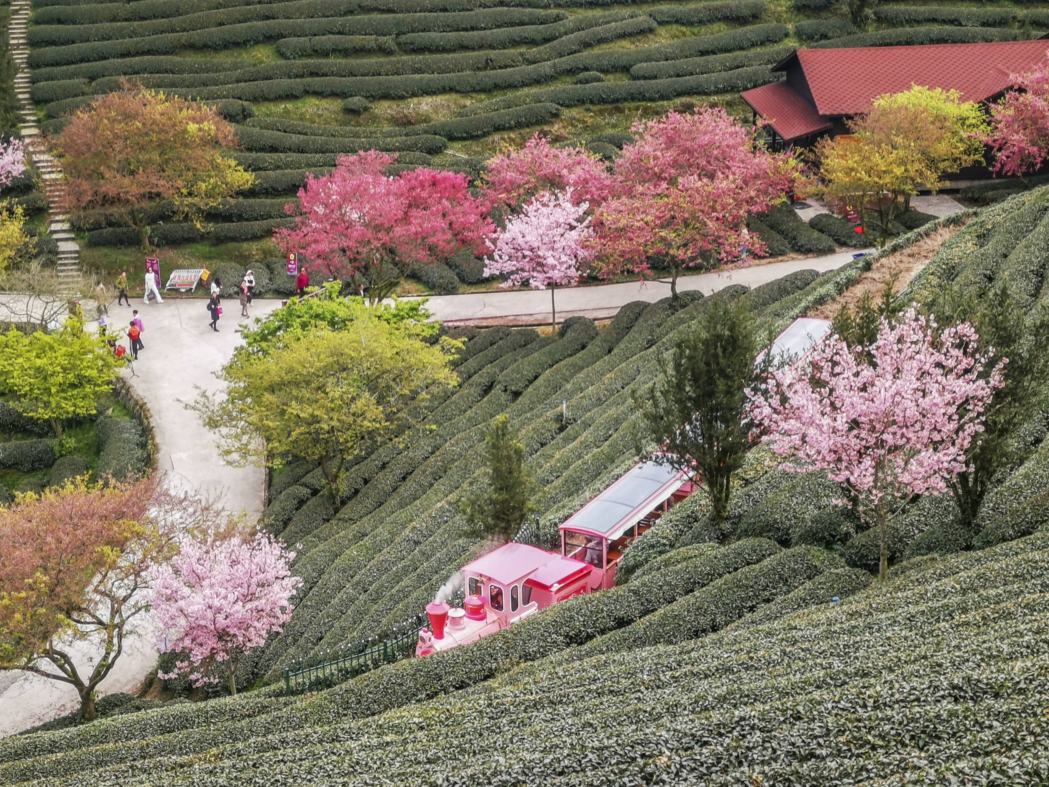 2022永福樱花图片