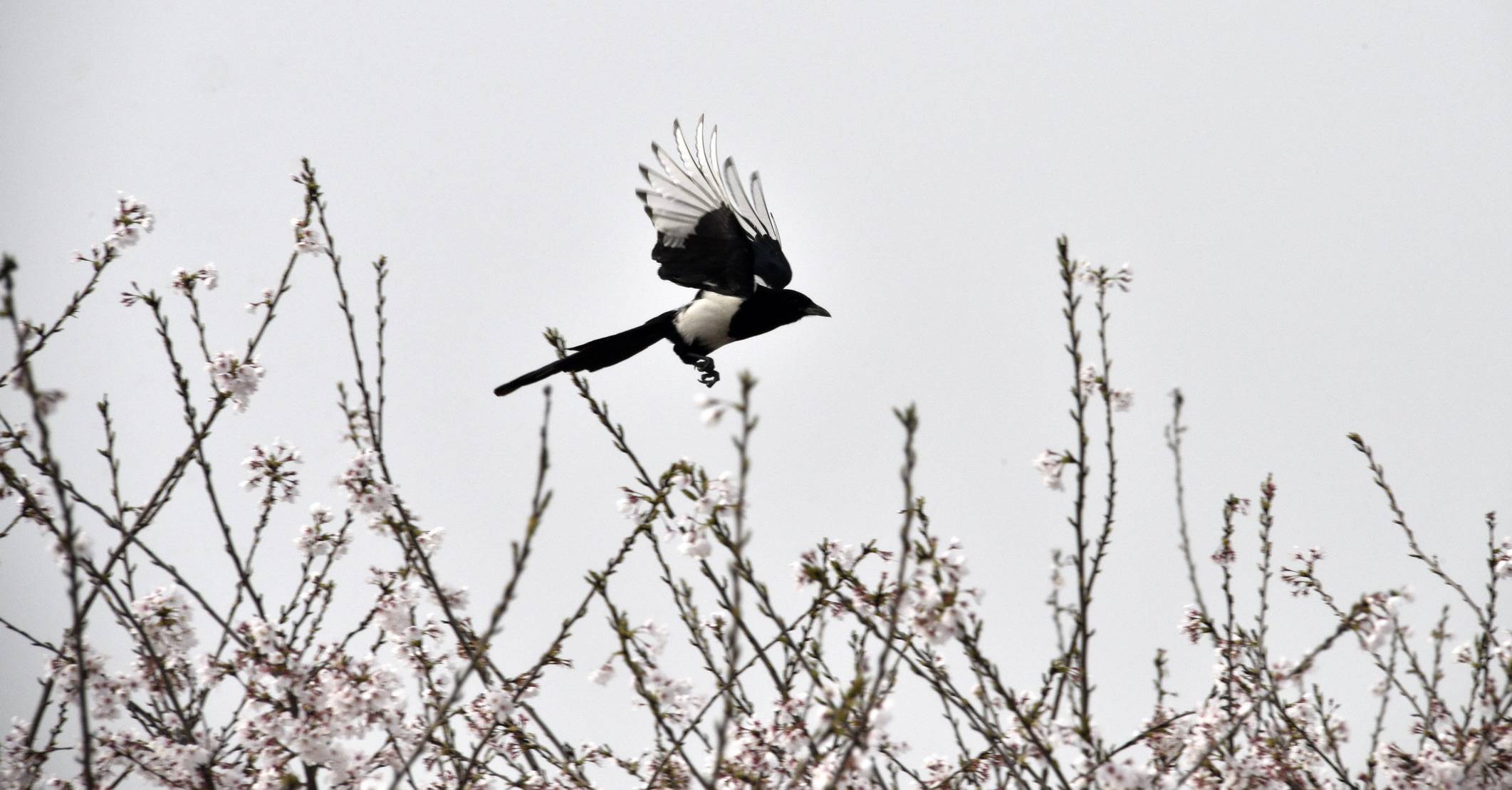 鹊上枝头喜上眉梢_喜鹊_保护_摄影