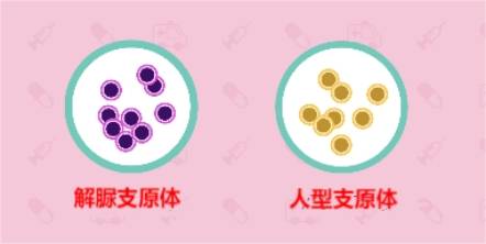 致病的支原体的有很多类型,其中人型支原体,解脲支原体主要引起成人的