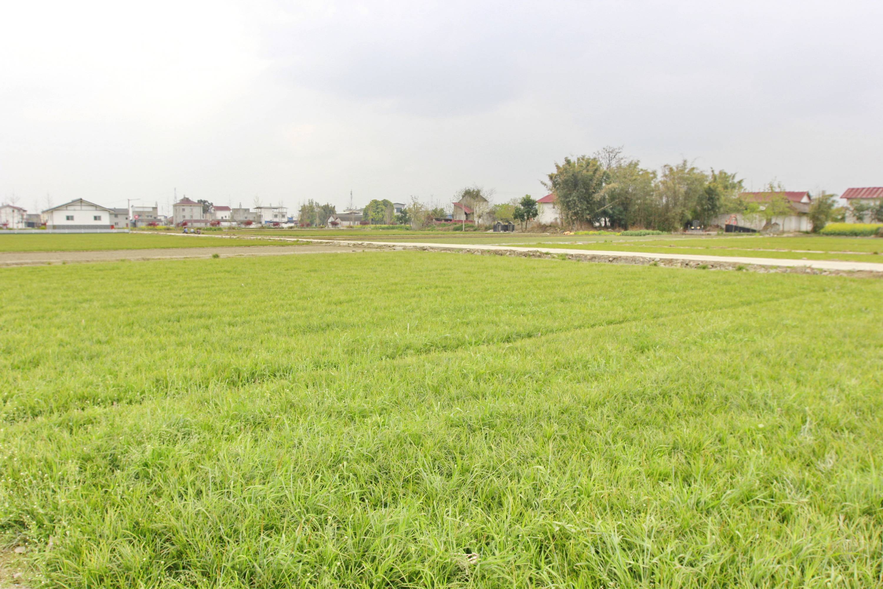 "永明镇种植麦冬,主要分布在永明村,团缘村等4个自然村,种植面积达