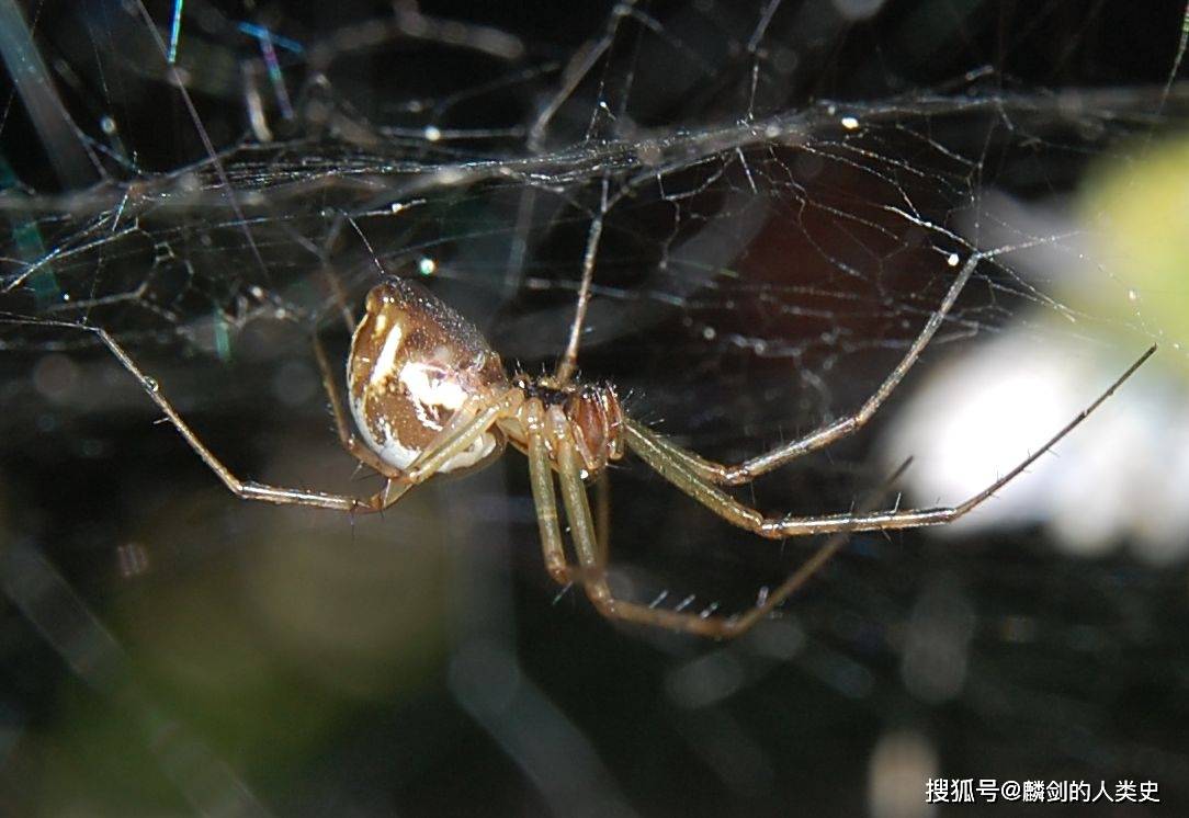 【动物界全系列】新蛛亚目—金蛛总科_蜘蛛_方法_生活