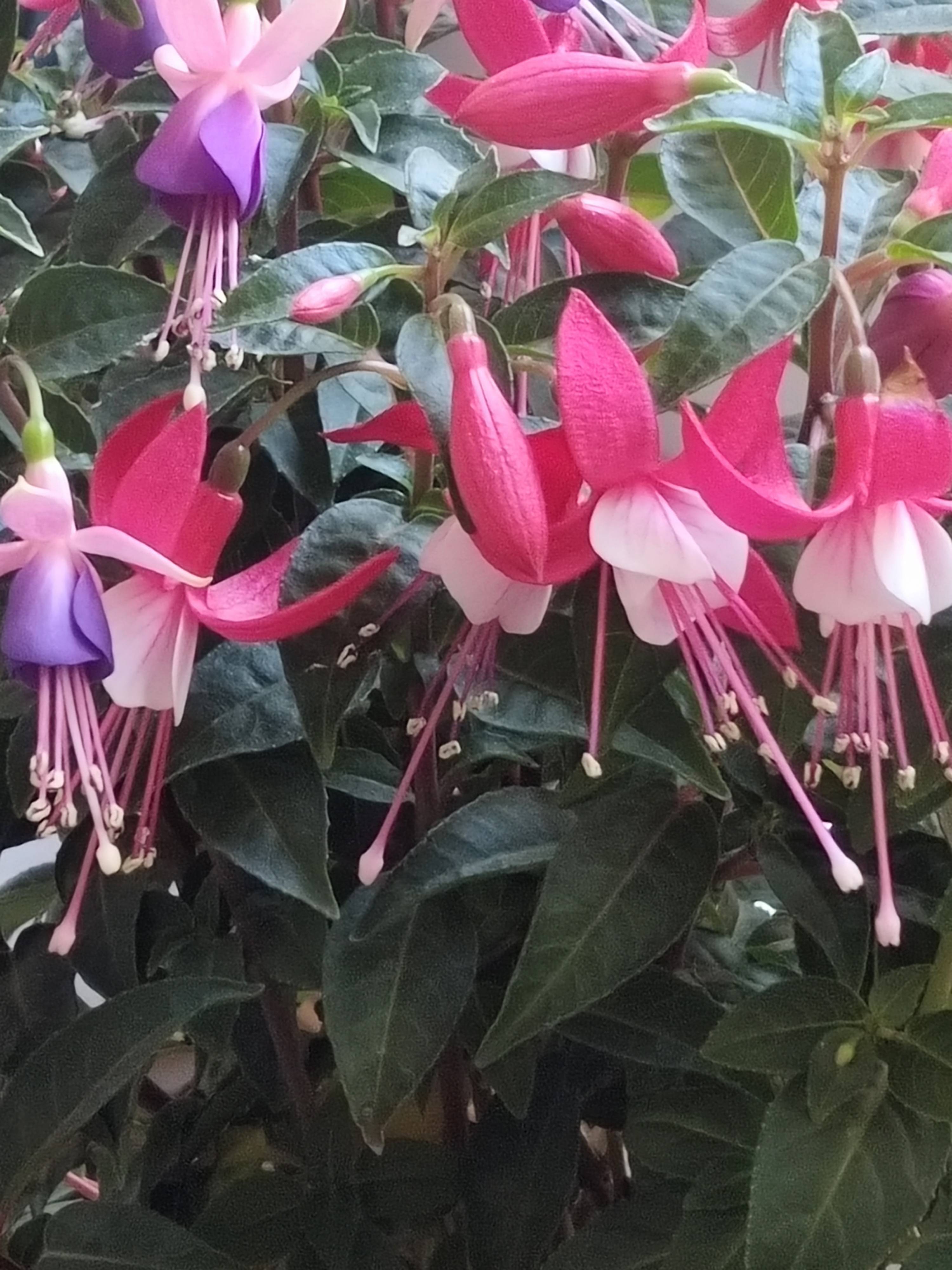 无拘红粉竞放_金钟