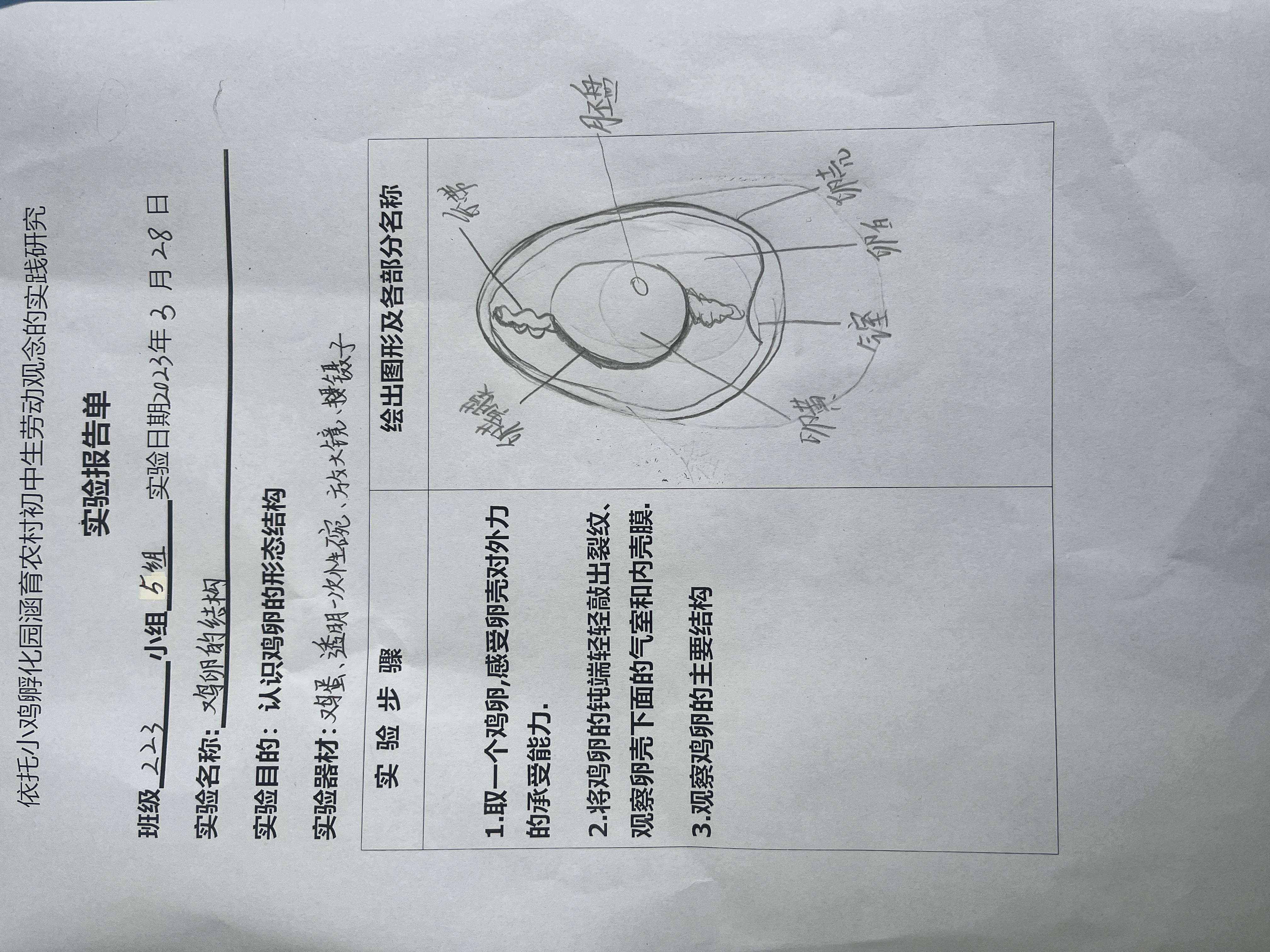 走進生物世界 探秘雞卵結構——記印塘中學生物特色實踐探究課_實驗