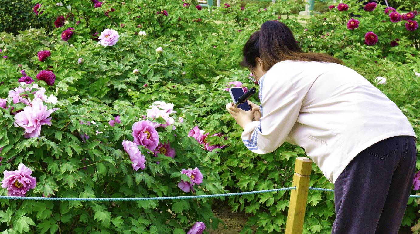 菏泽观赏牡丹花苗批发市场地址