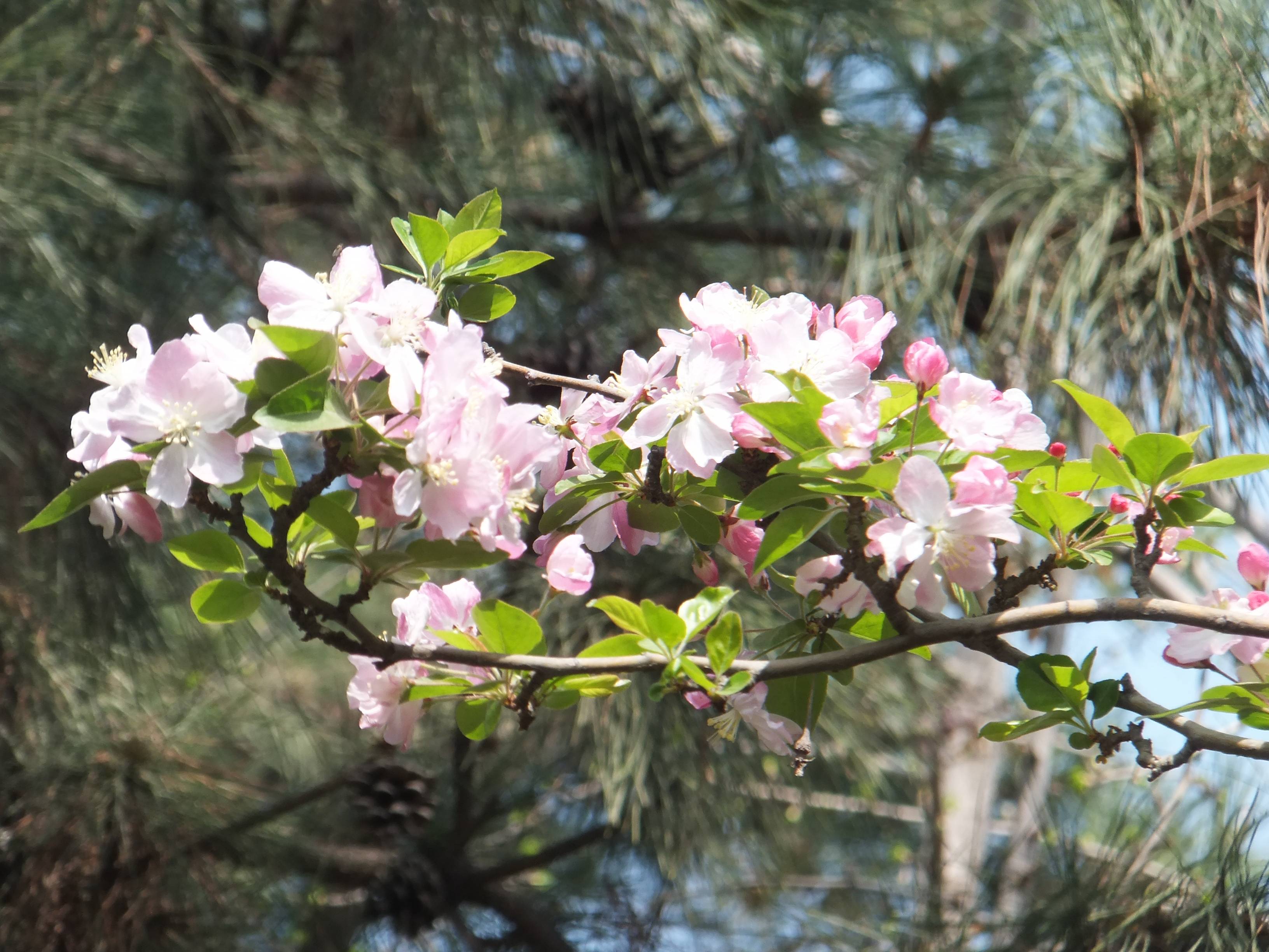 枝头花容暖沐