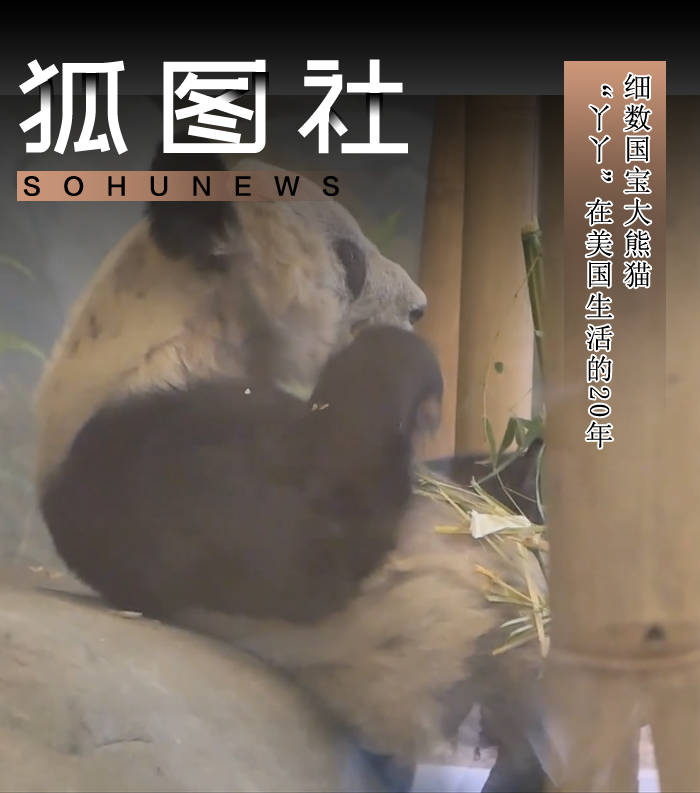 细数国宝大熊猫“丫丫”在美国生活的20年-搜狐大视野-搜狐新闻