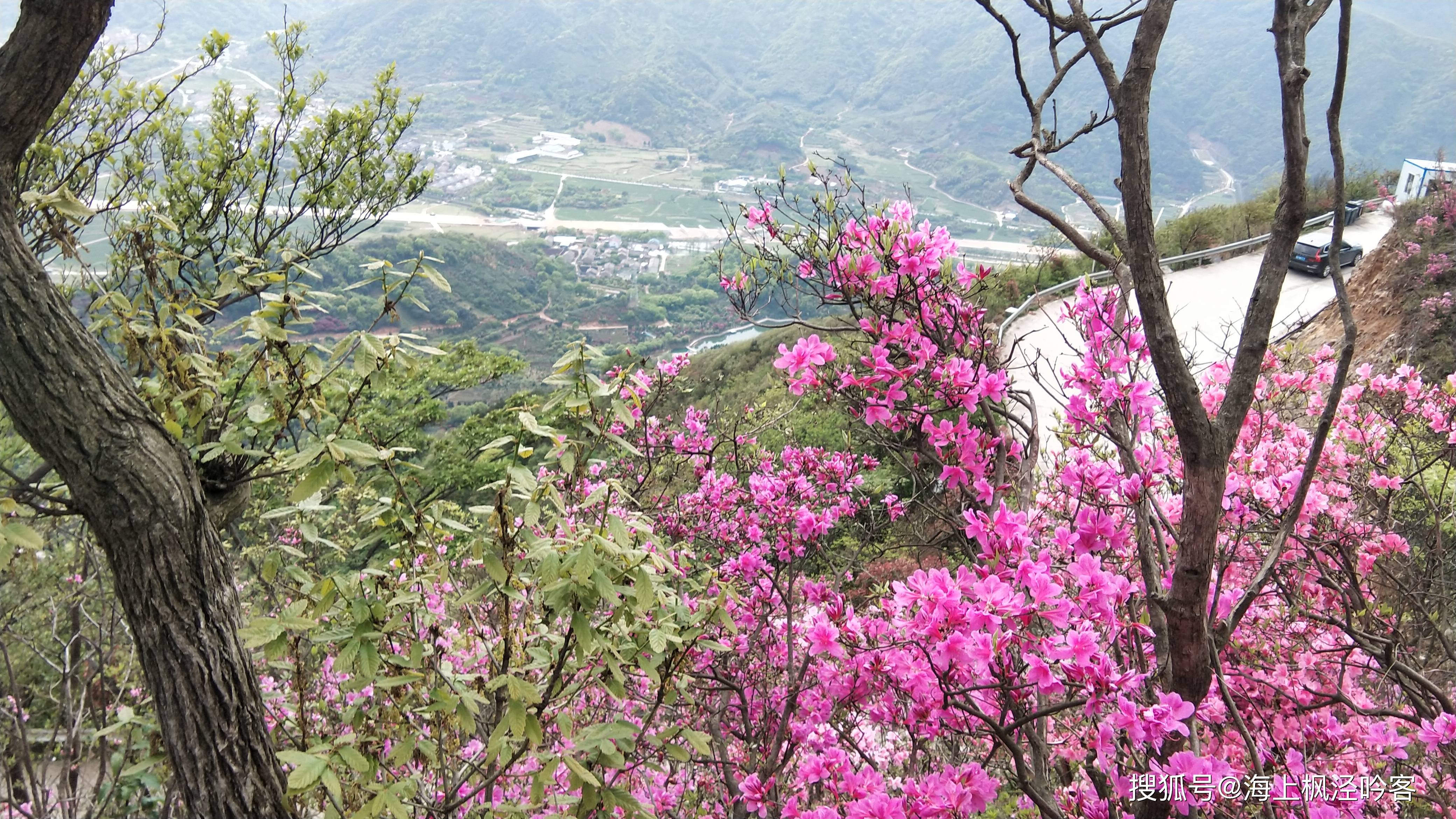 山姜花（山姜子花功效） 第1张