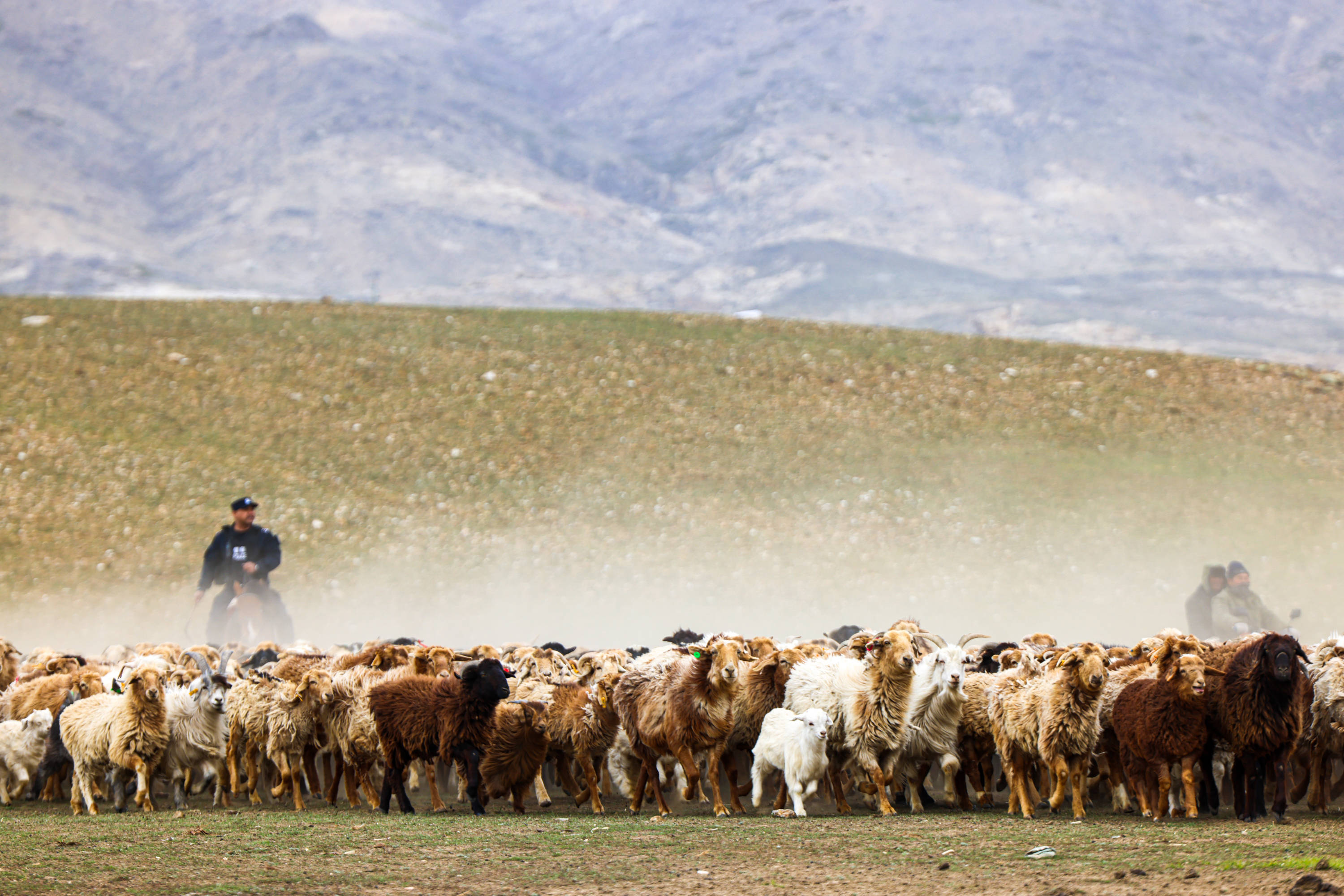 新疆阿勒泰:民警化身"牧羊人"助力牧民转场_羊群_管理_汗德